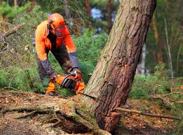 Best Tree Maintenance Programs  in USA